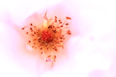 薔薇（マクロ）
