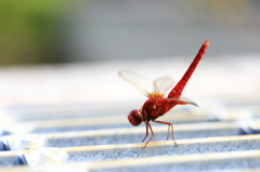 どや！！このポーズ