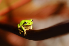 秋色ガエル 1