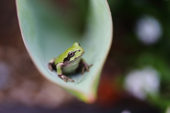 アロエの葉