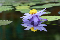 水鏡