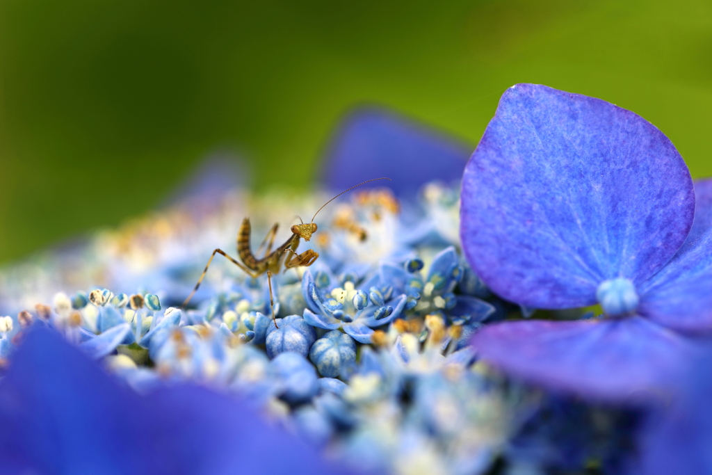 紫陽花の上で