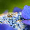 紫陽花の上で