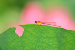 虫食い