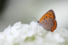 白い紫陽花と一緒に