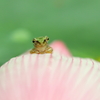 チビケロ 5