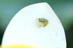 チビケロ 5