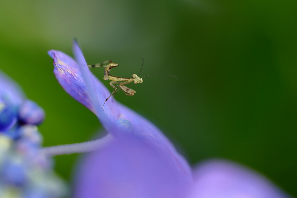 紫陽花の季節に