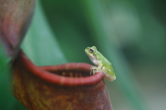 ウツボカズラに