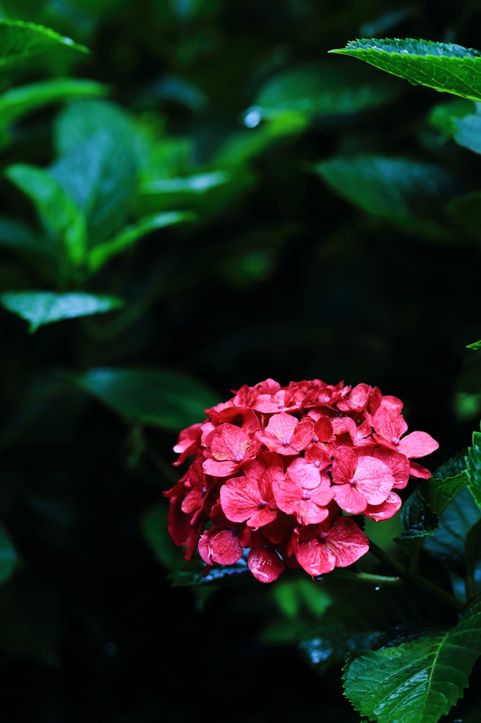 紫陽花 2015-5