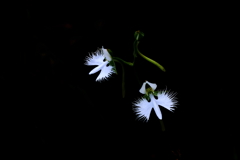 さぎ草 2