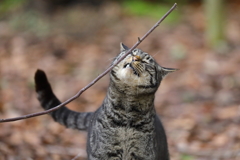 かい～の =^_^=