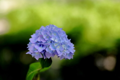紫陽花の季節