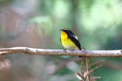 黄色いペンギン(^O^)