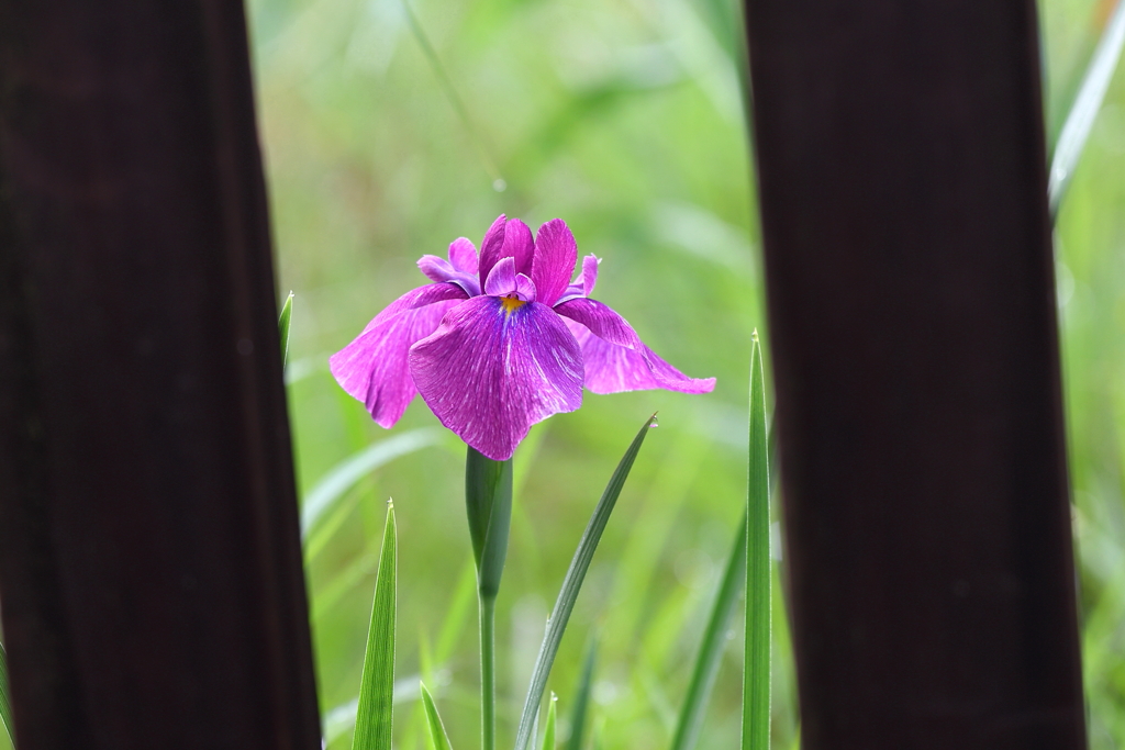 菖蒲