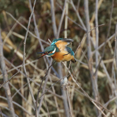 枝ささり・・・