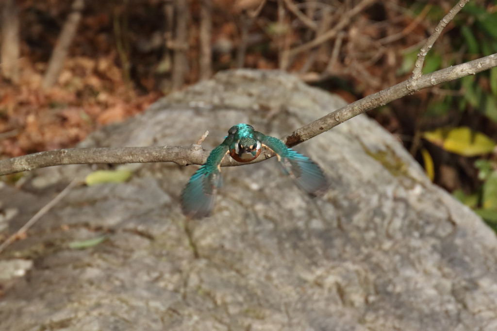 またこっち向き