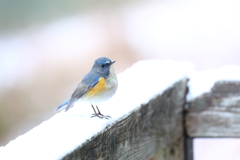 雪ルリ 8