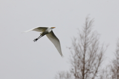 白鷺の飛翔