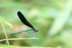 羽黒トンボ（明）