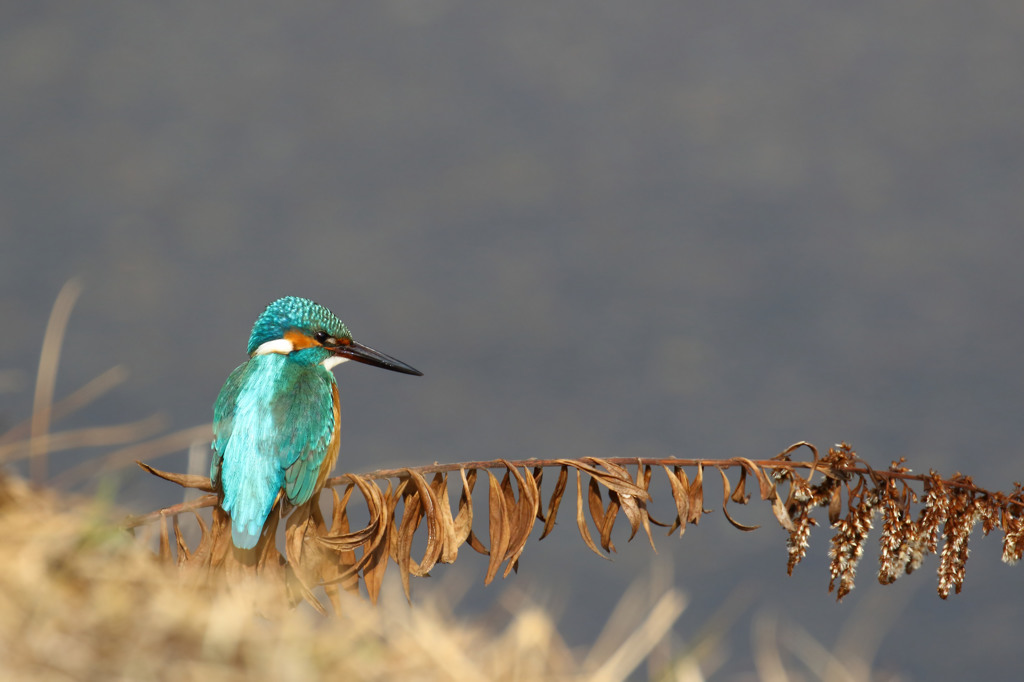ハンサム君やっぱ綺麗