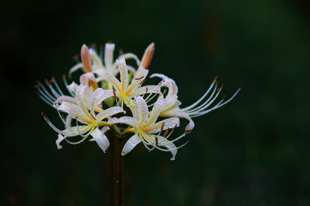 曼珠沙華
