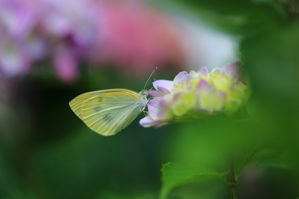 蝶と紫陽花