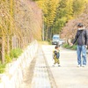 花開く前に