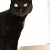 美しい黒猫