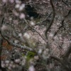 秋の粉雪