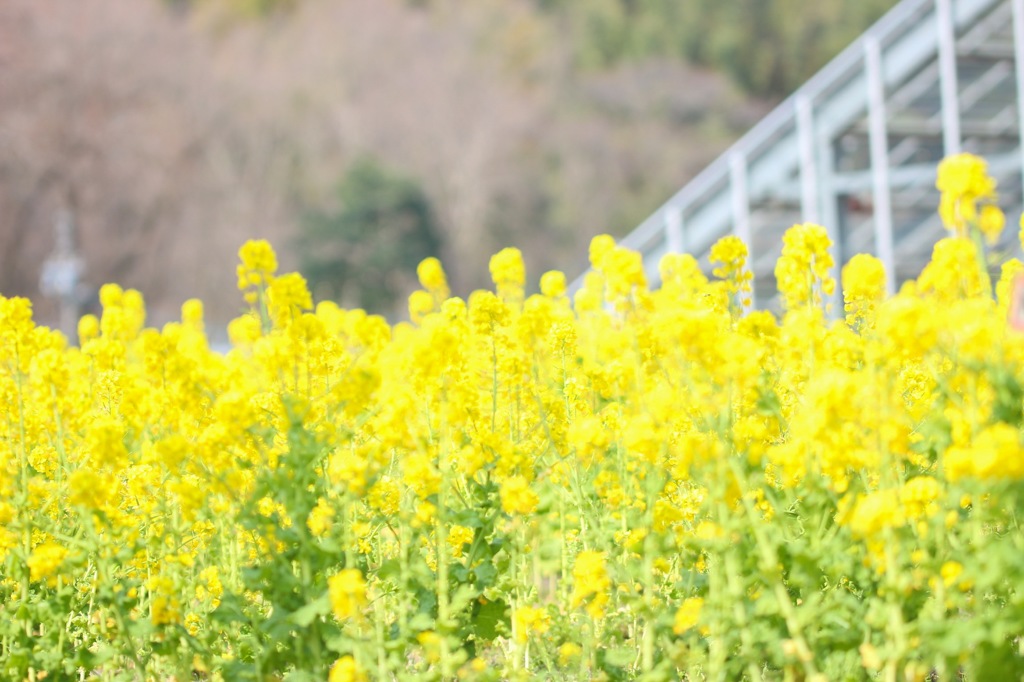菜花畑
