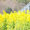 菜花畑