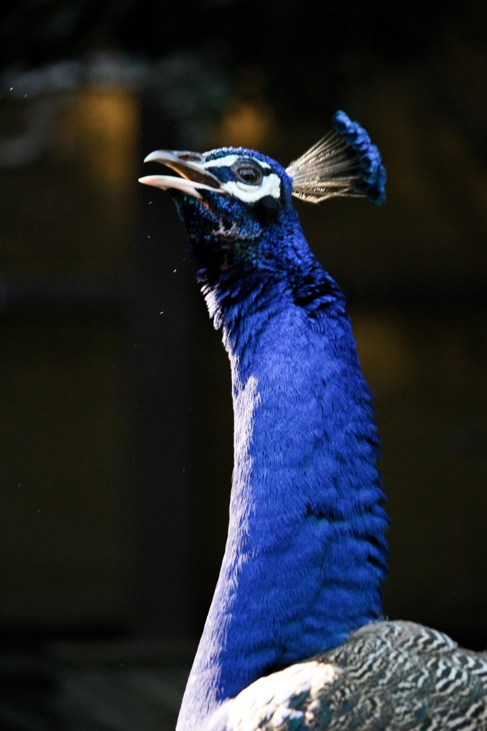 高く鳴く