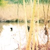 湿地