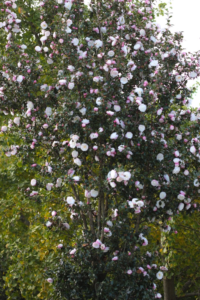 雪の華