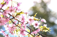 きらきら桜