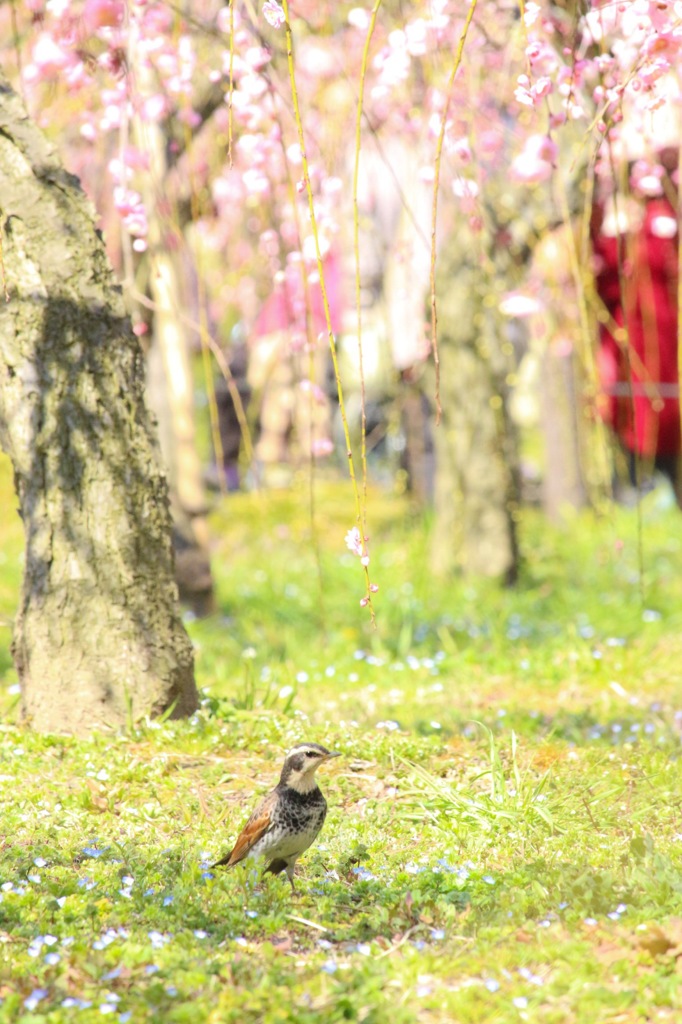 花見