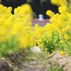 黄色の道 縦ver