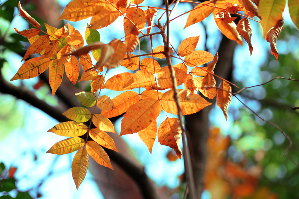 ちょっとだけ紅葉