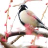 華
