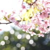 きらきら桜