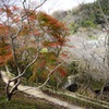 見頃より少し早く