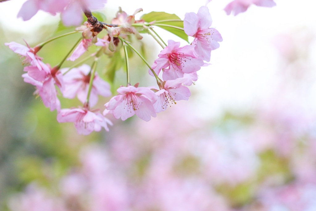 桜