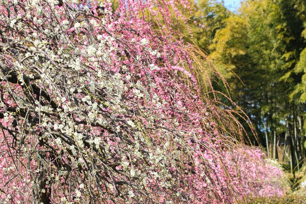 豪華