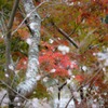 雪のような