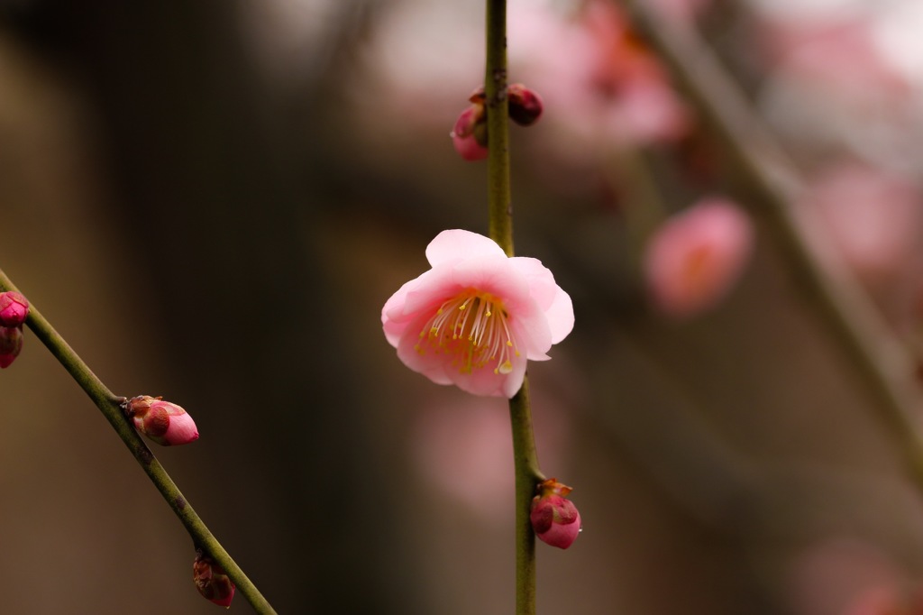 梅