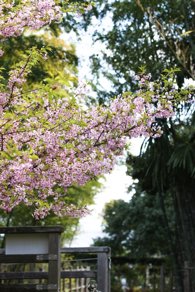 お花見シーズン