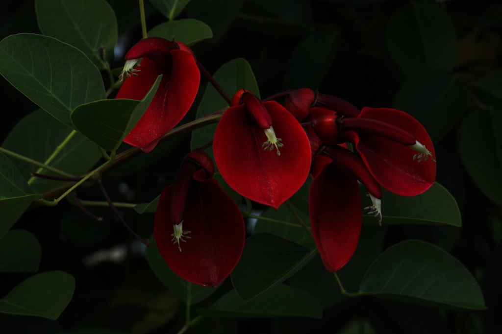 紅