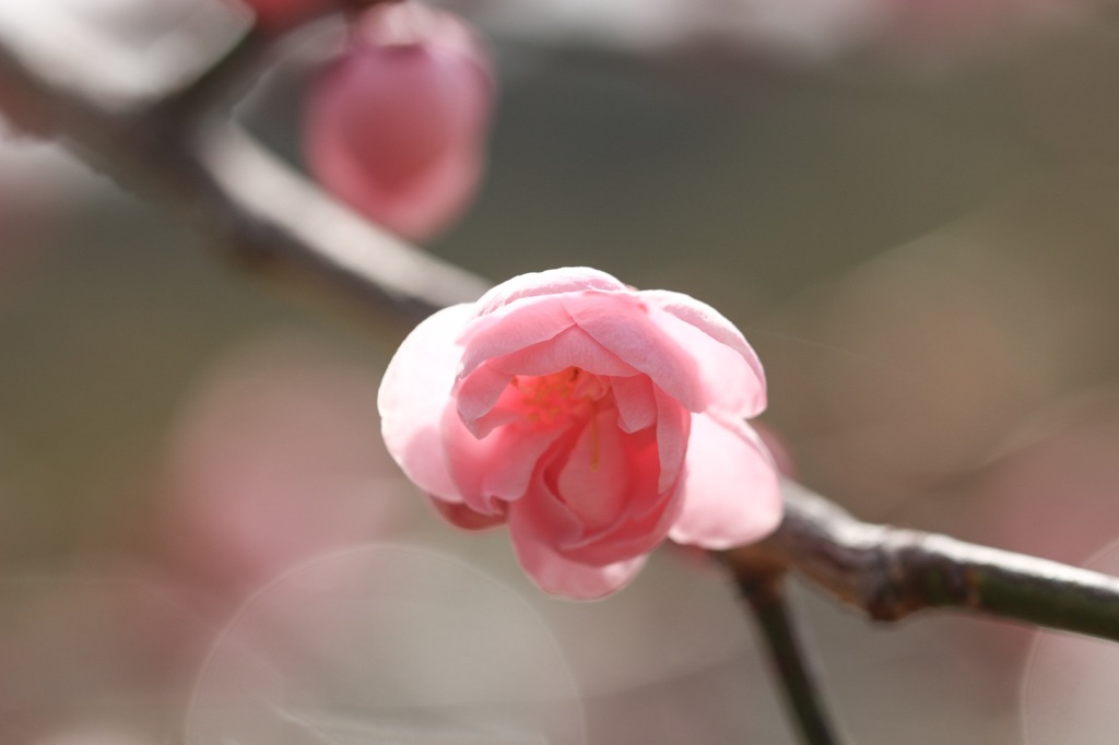 花びらに光を感じる