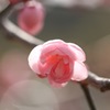 花びらに光を感じる